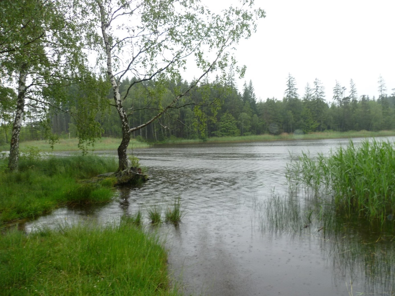 Foto Velký Pařezitý rybník